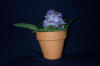 Hydrangea Plant For Mom
