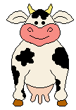 This is the cow
