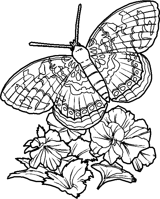 coloring pics of butterflies. printable coloring pages of