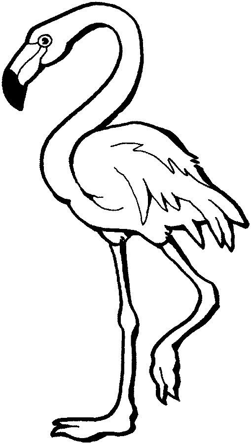 [صورة مرفقة: flamingo.jpg]