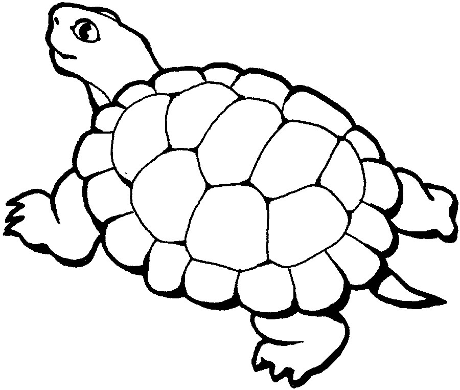 Turtle coloring pages