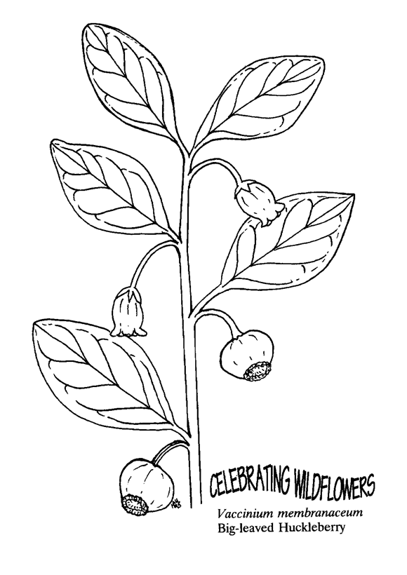 Drawing Of Huckleberry Plants Sketch Coloring Page